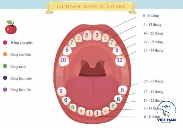 Sơ đồ thời gian và thứ tự mọc răng sữa theo từng giai đoạn phát triển.